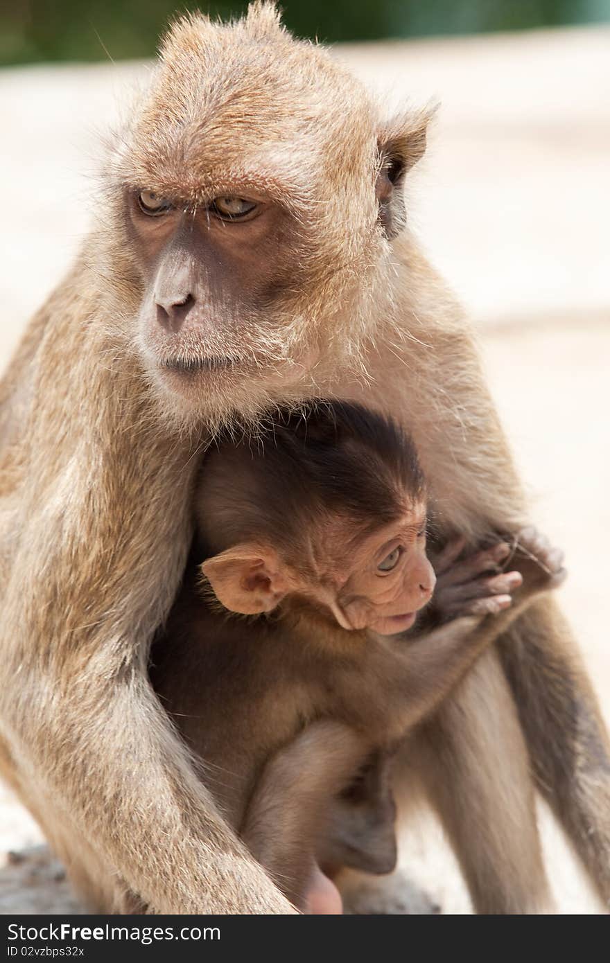 Monkey With Baby