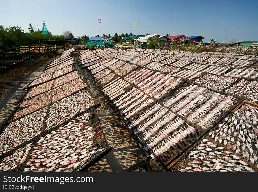 Squids drying in the Sun in a fishermen village