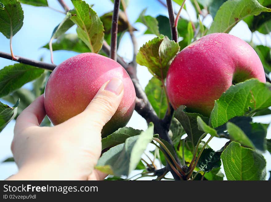 Closeup on a hand picking a red apple from an apple tree. Closeup on a hand picking a red apple from an apple tree