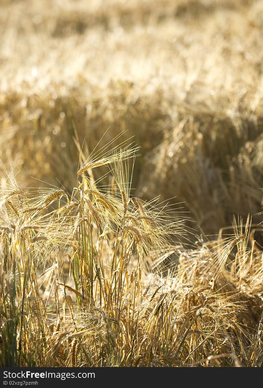 Rye Ears