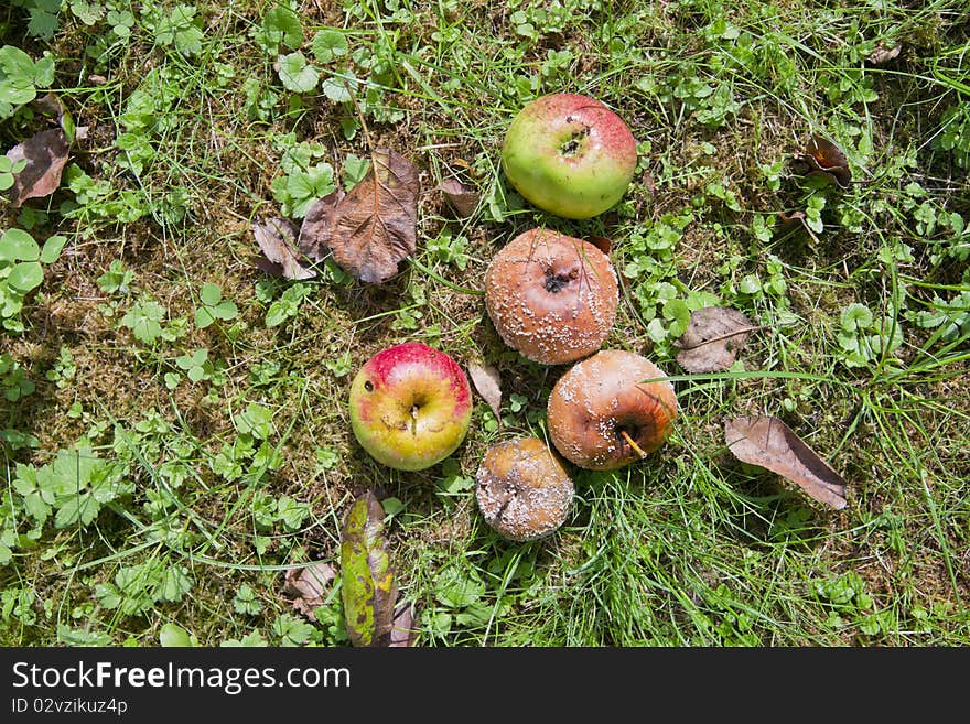 Rotten Apples on the ground