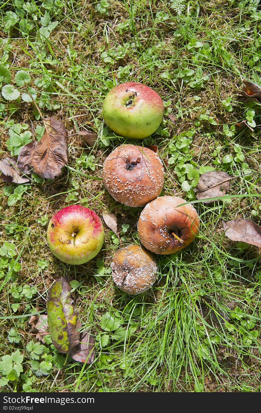 Rotten Apples on the ground