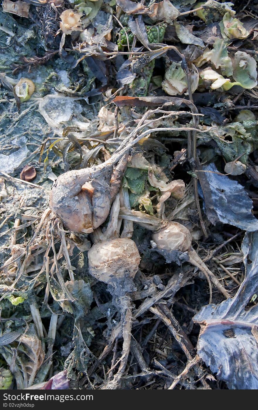 Three rotting turnips on a compost heap. Three rotting turnips on a compost heap