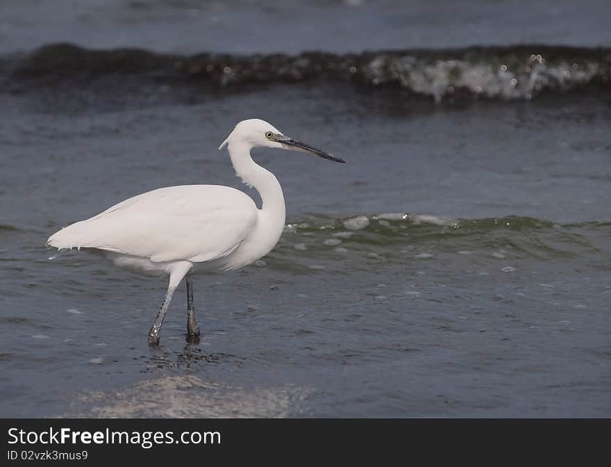 Little Egret