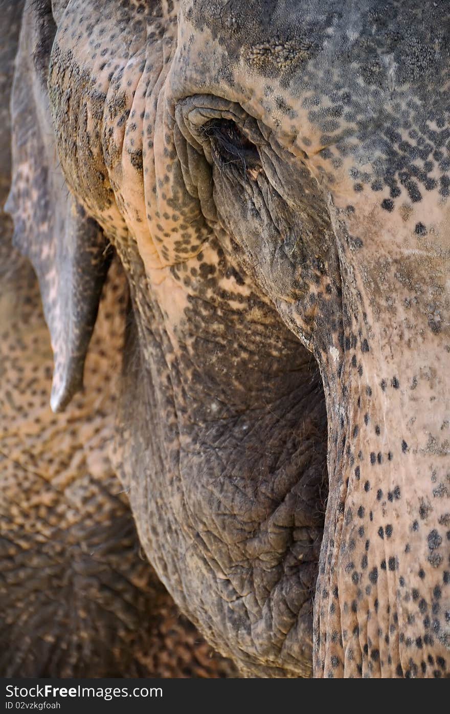 Close up of elephant from head side. Close up of elephant from head side