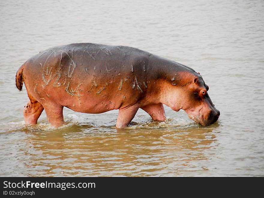 Hippopotamus injured at Selous national park