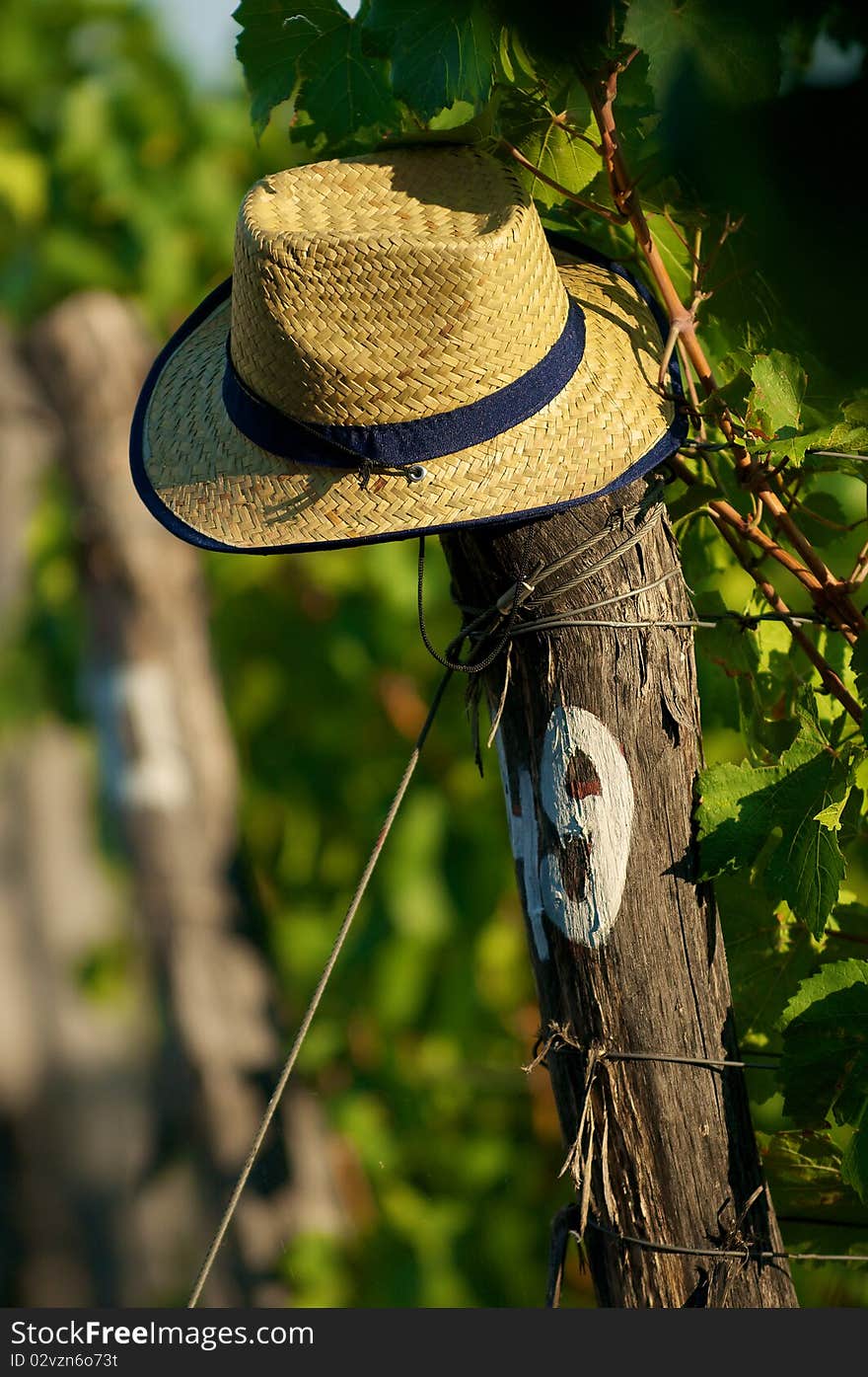 Hat On Vineyard