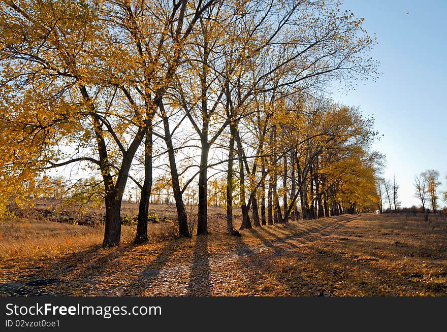 Force of nature. Autumn foliage