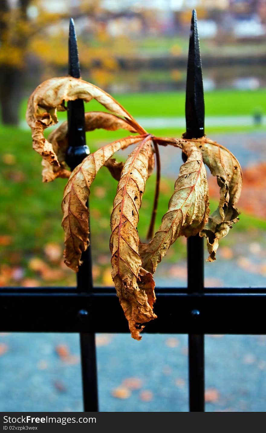 Autumn leaf stuck in a black fence