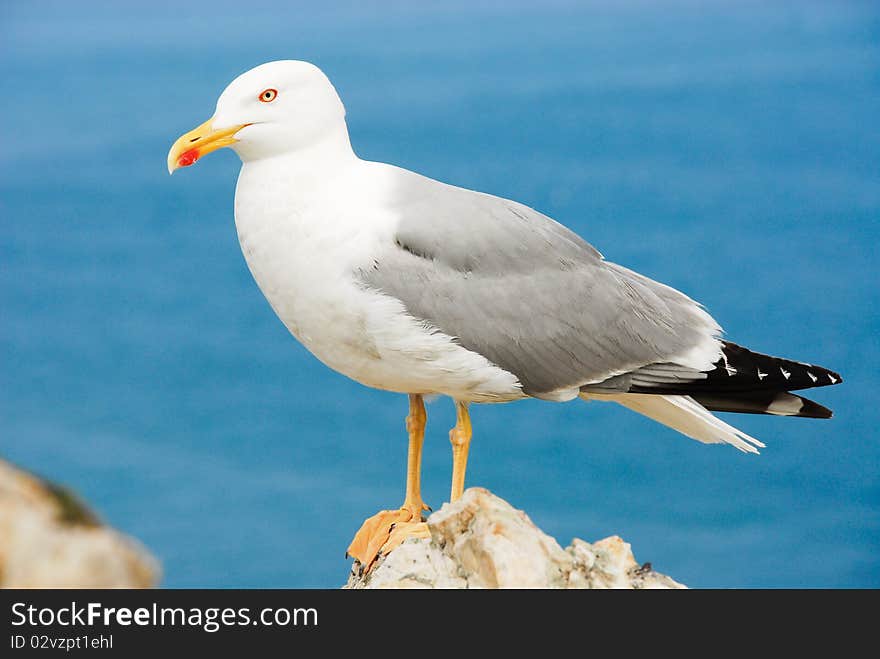 Portrait of a seagull in Cantabrian sea