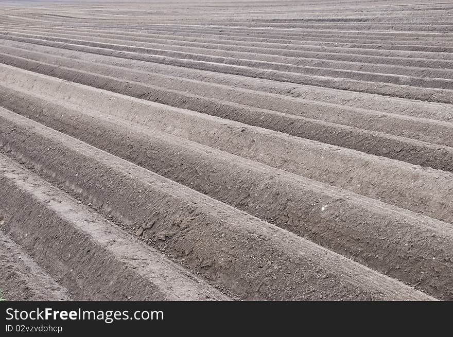 Asparagus Field