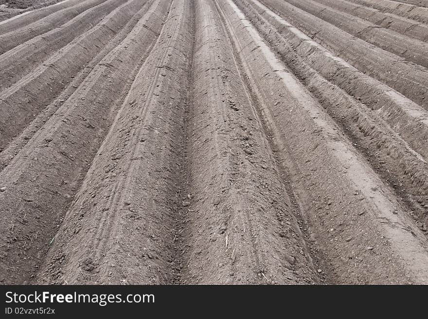 Asparagus field