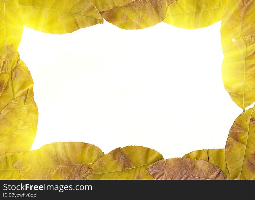 Autumn leaves on against to white background. Autumn leaves on against to white background