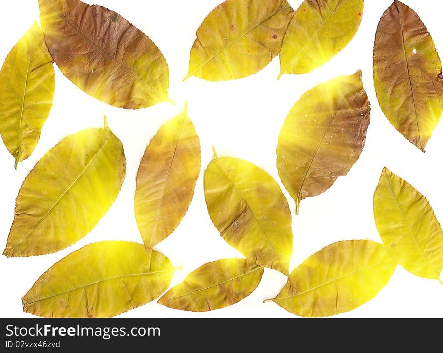 Autumn leaves on against to white background