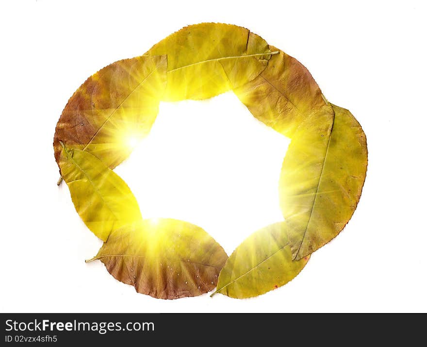 Autumn leaves on a white background