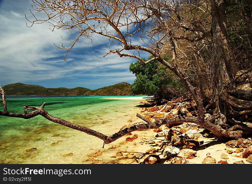 Trees and rocks line the back of Malcapuya's pristine beaches offering a different untamed beauty to behold. Trees and rocks line the back of Malcapuya's pristine beaches offering a different untamed beauty to behold.