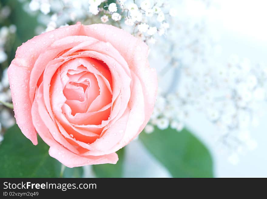 Rose flower. Over white background. Rose flower. Over white background