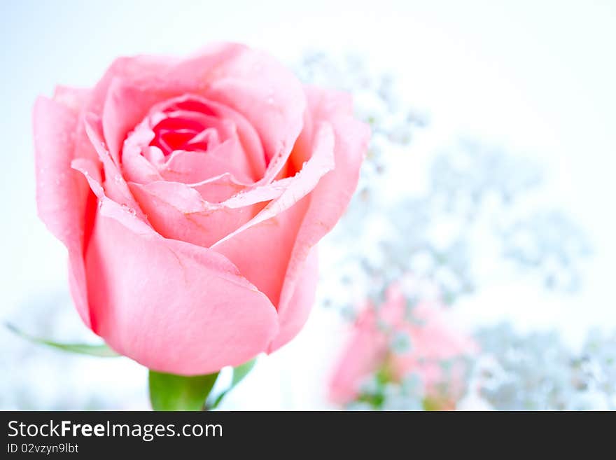 Rose flower. Over white background. Rose flower. Over white background