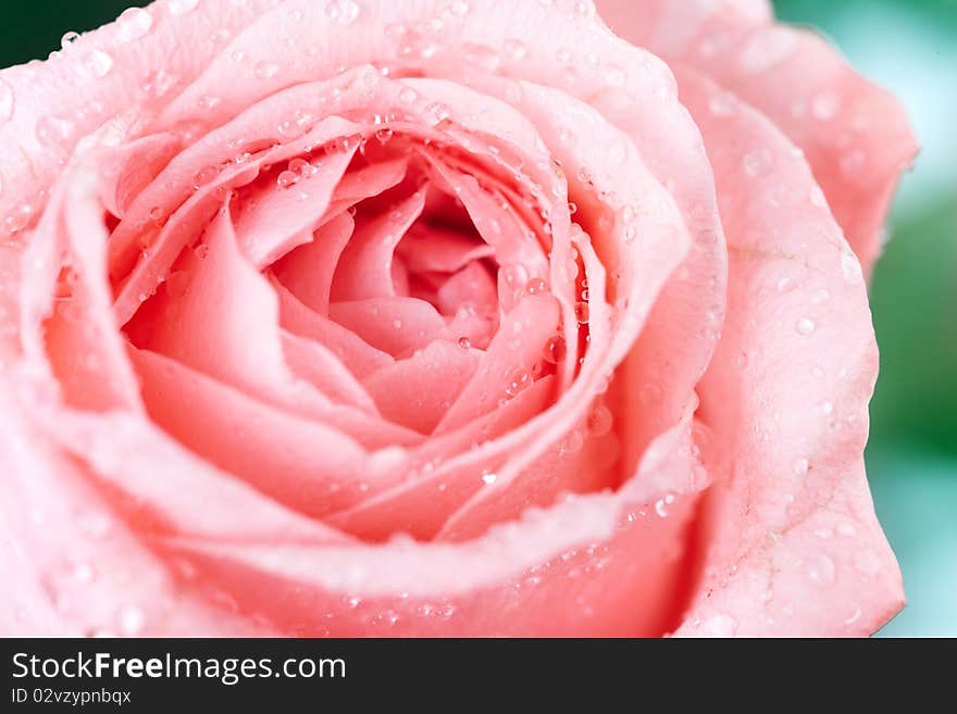 Rose flower. Over white background. Rose flower. Over white background