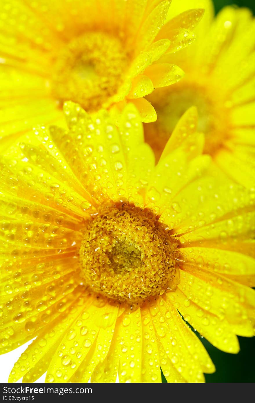 Yellow flowers.