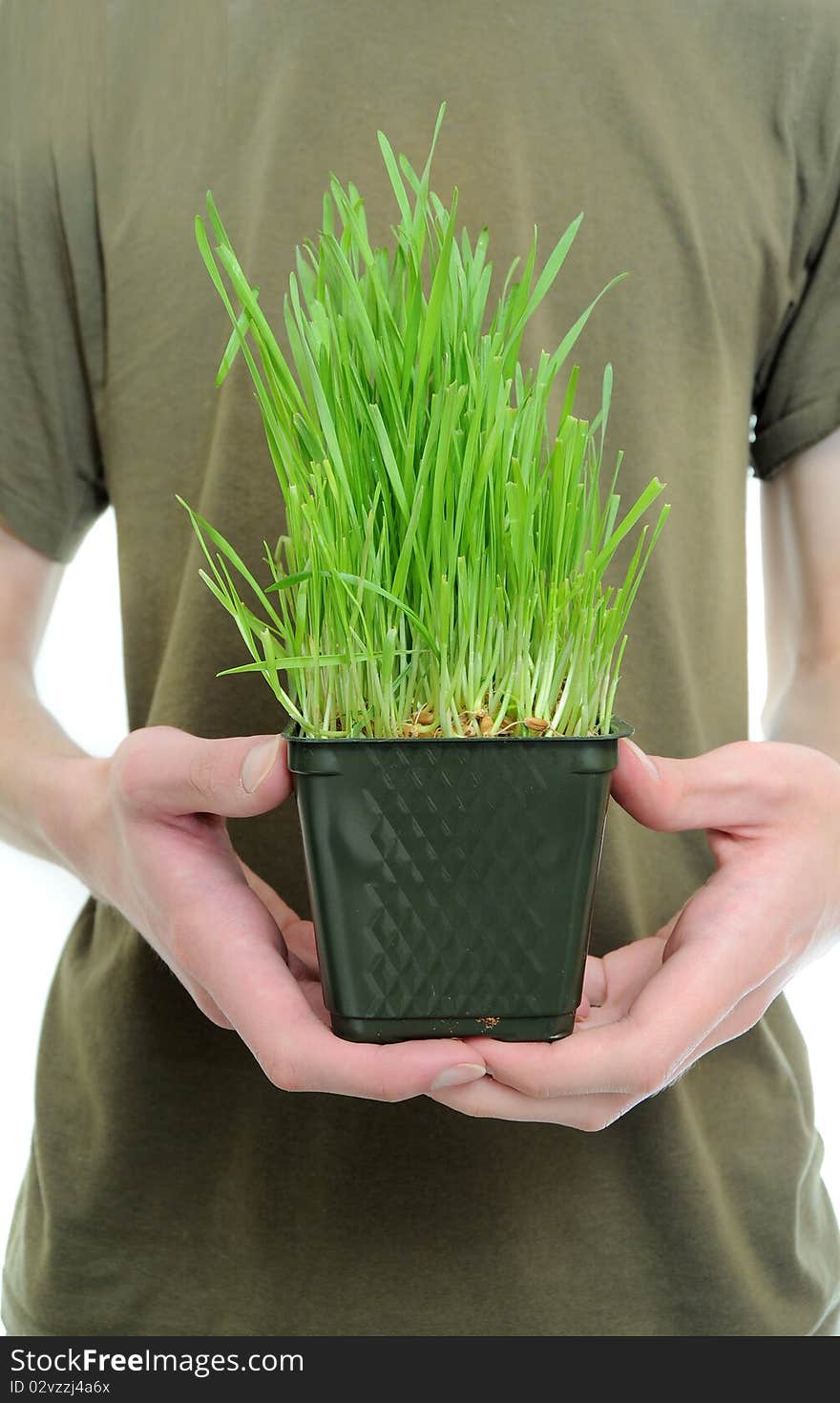 A pair of hands holding a patch of wheat grass. A pair of hands holding a patch of wheat grass.