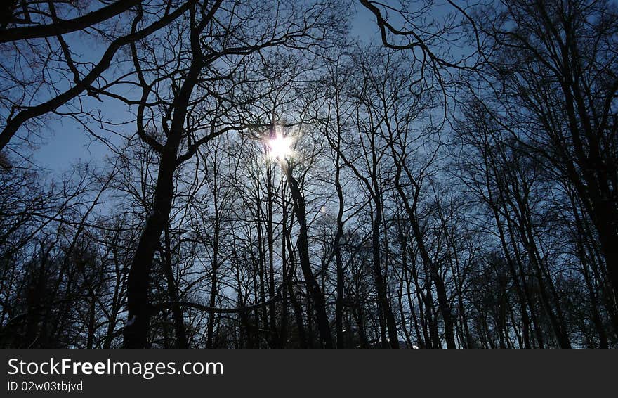 Behind The Trees