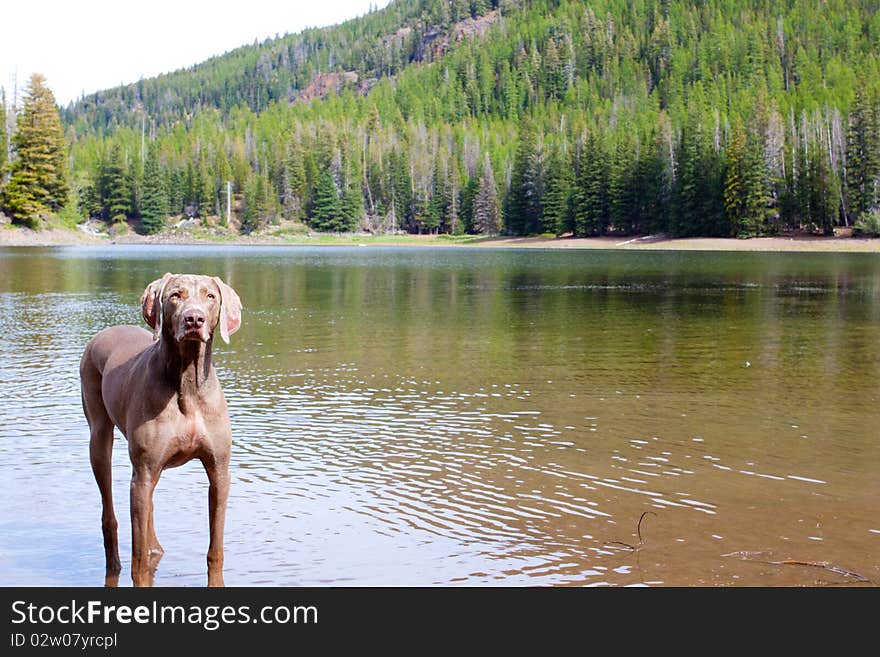 A weimaraner enjoys the water in Eastern Oregon along a river and lake. A weimaraner enjoys the water in Eastern Oregon along a river and lake.