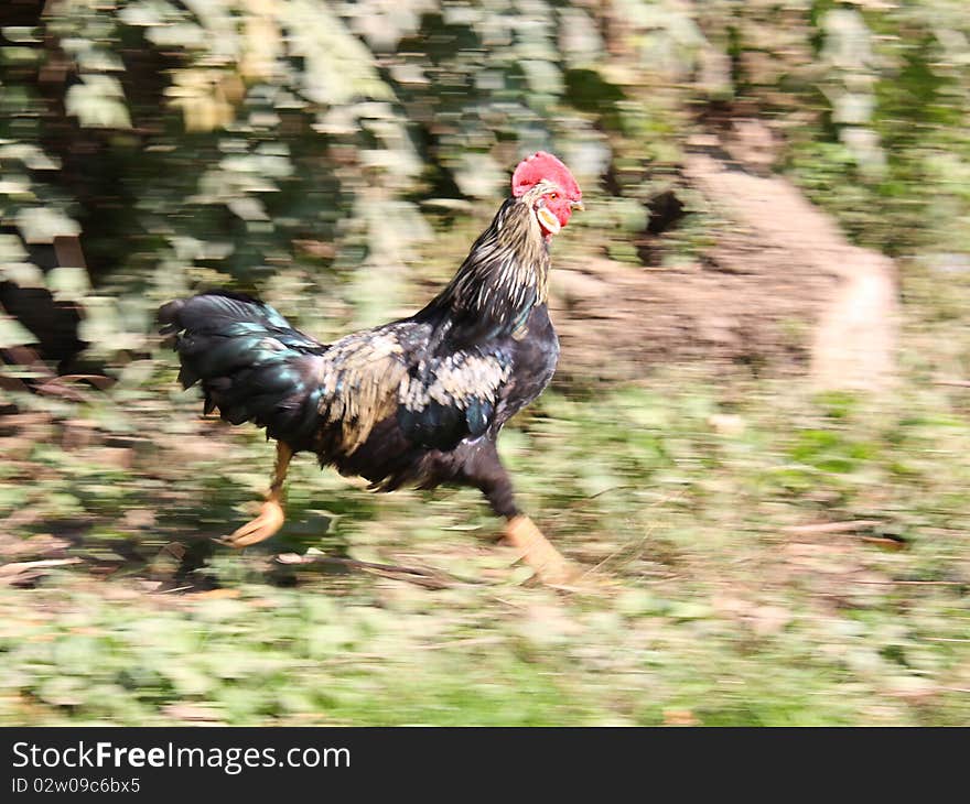 The cock with a red comb quickly runs on a grass is greased speed