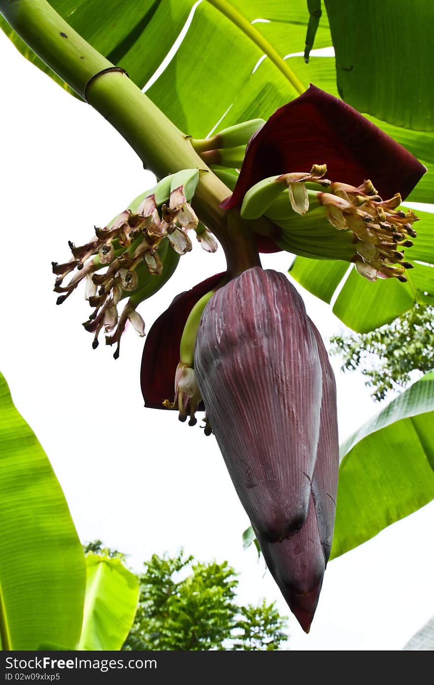 The young banana tree while blossoming the new bananas and grows quickly in tropical climate zone. The young banana tree while blossoming the new bananas and grows quickly in tropical climate zone