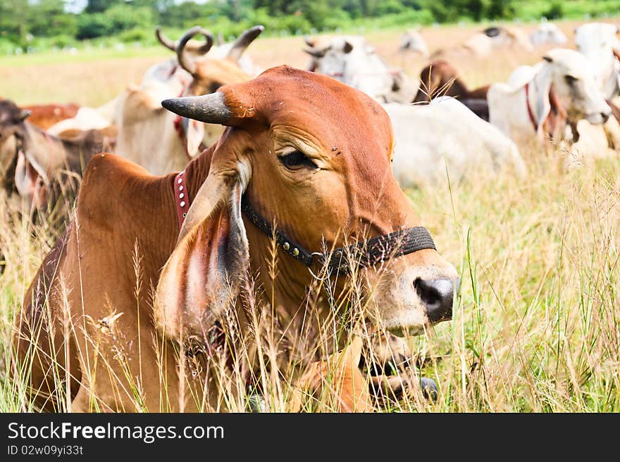 brown cow