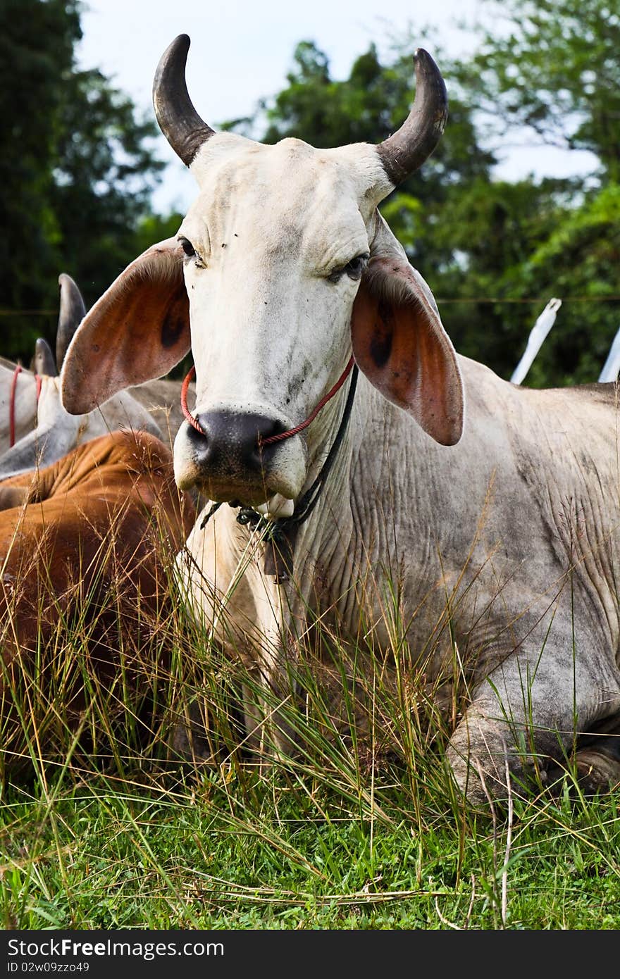 white cow