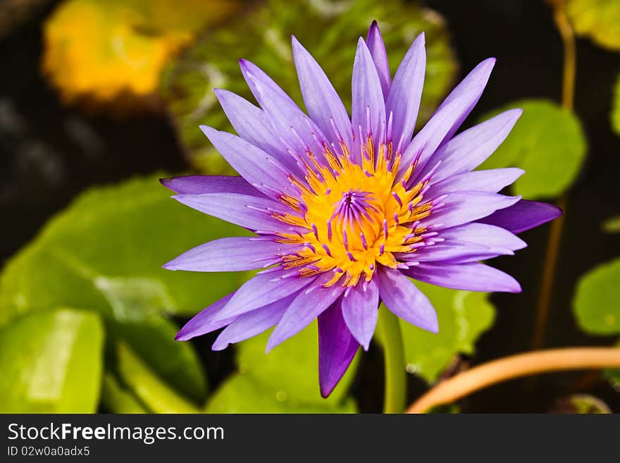 Nymphaea  is a genus of aquatic plants in the family Nymphaeaceae. There are about 50 species in the genus, which has a cosmopolitan distribution. Nymphaea  is a genus of aquatic plants in the family Nymphaeaceae. There are about 50 species in the genus, which has a cosmopolitan distribution