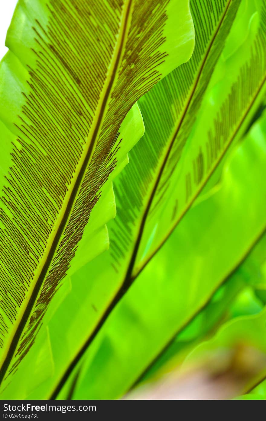 Green Leaf of Bird's Nest Fern in thailand