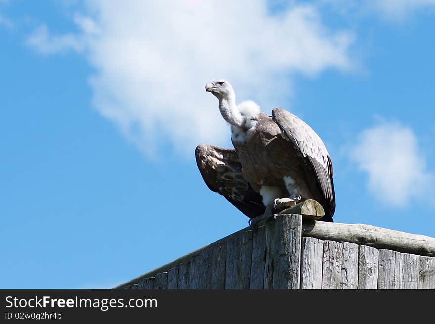 Single adult griffon grazing on wooden wall in blue sky background