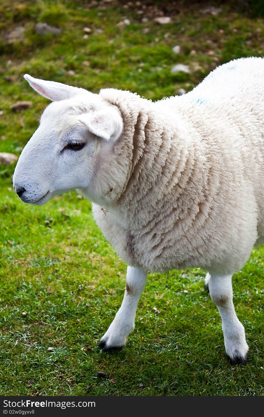 Lovely sheep portrait on grass field, Scotland. Lovely sheep portrait on grass field, Scotland