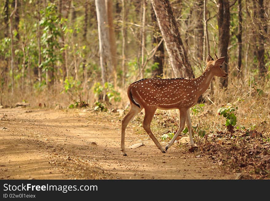 Spotted deer crossing a jungle path