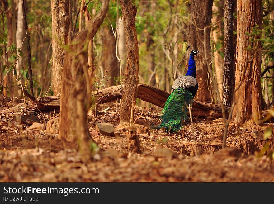 Colourful Bird in the wild. Colourful Bird in the wild