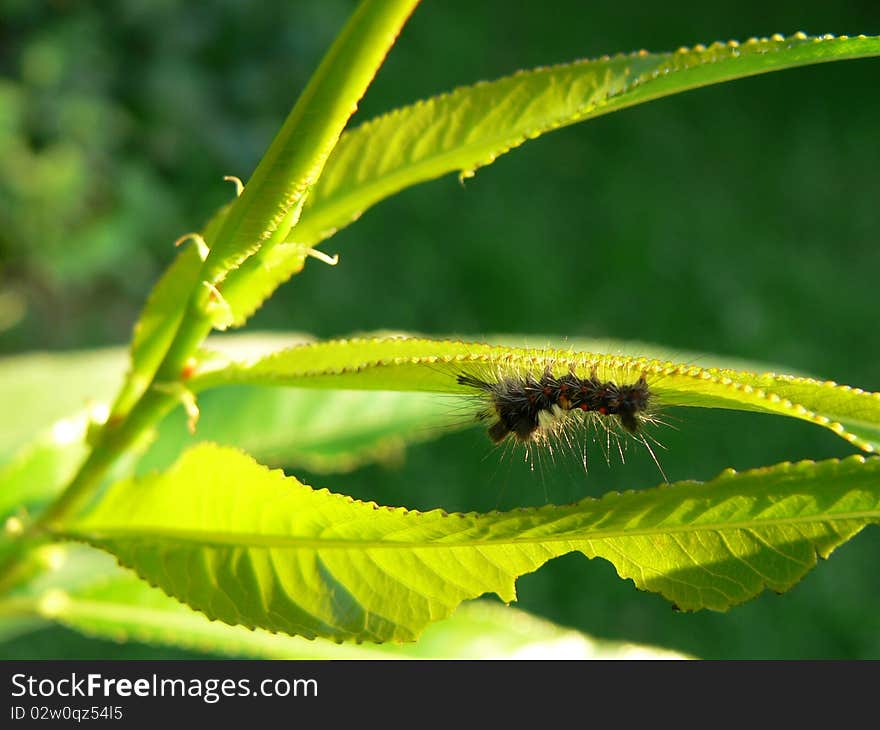 A small Vapourer moth caterpillar on a willow tree.