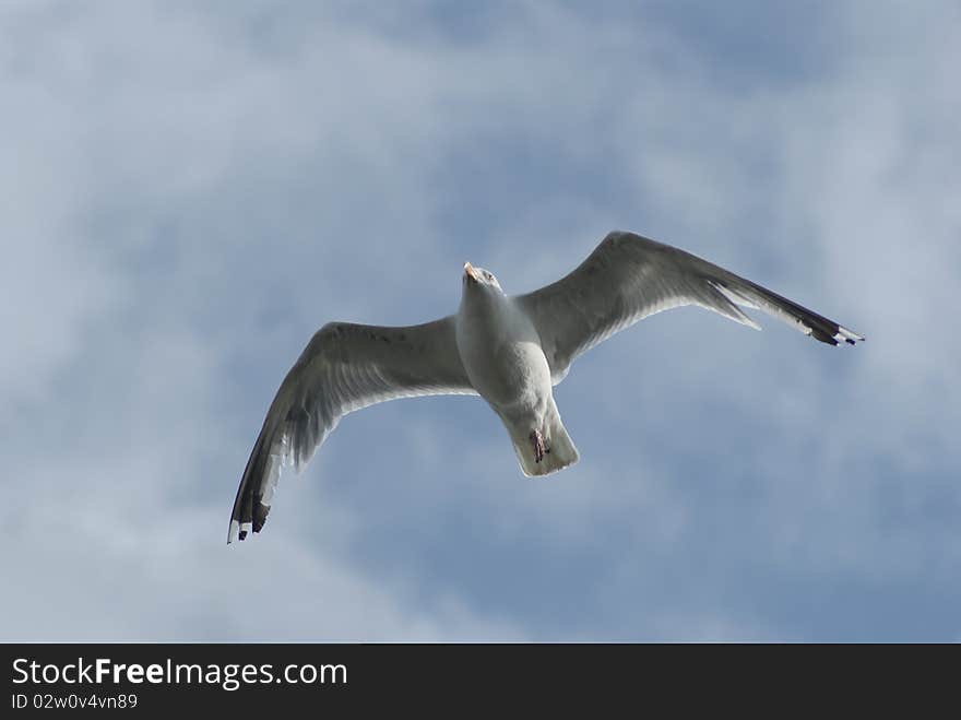 A seagull soaring against a blue sky