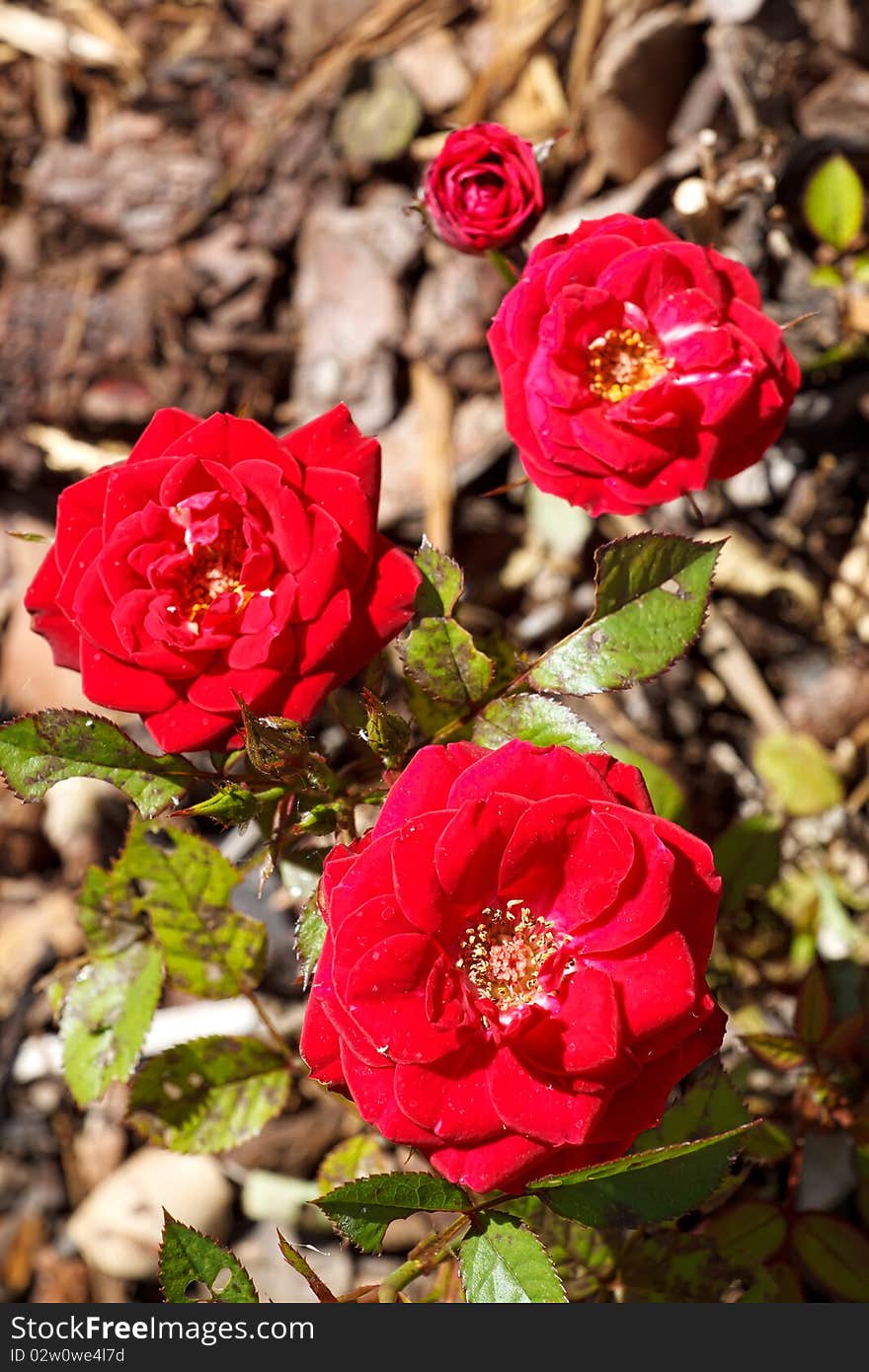 Four Small Red Roses