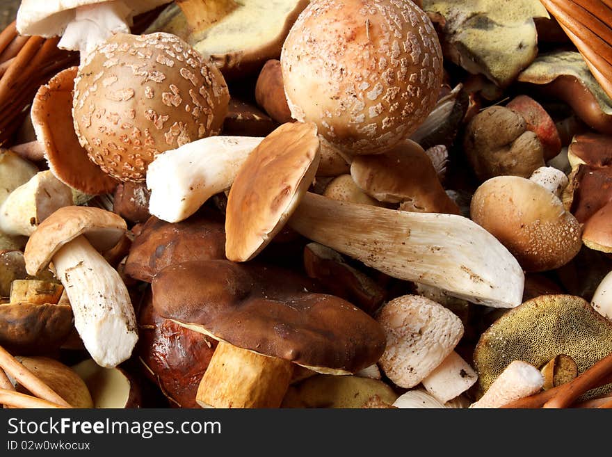 Detail of fresh autumn mushroom