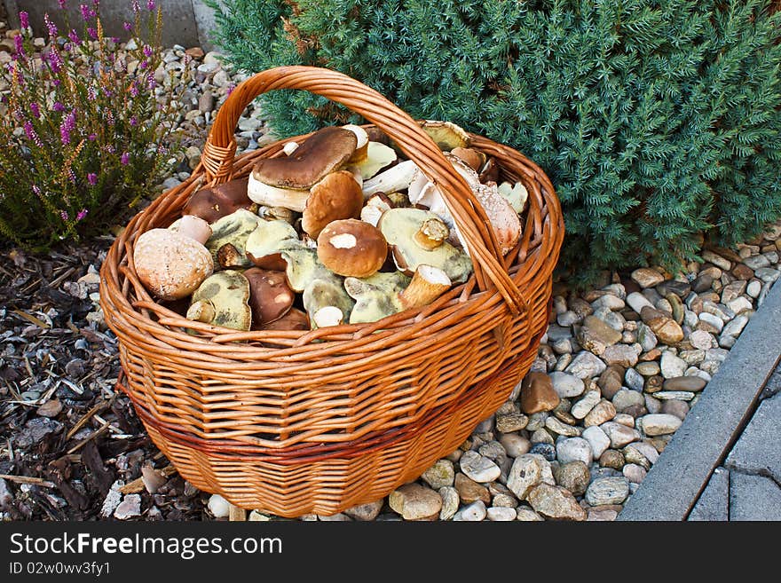 Basket of fresh autumn mushroom