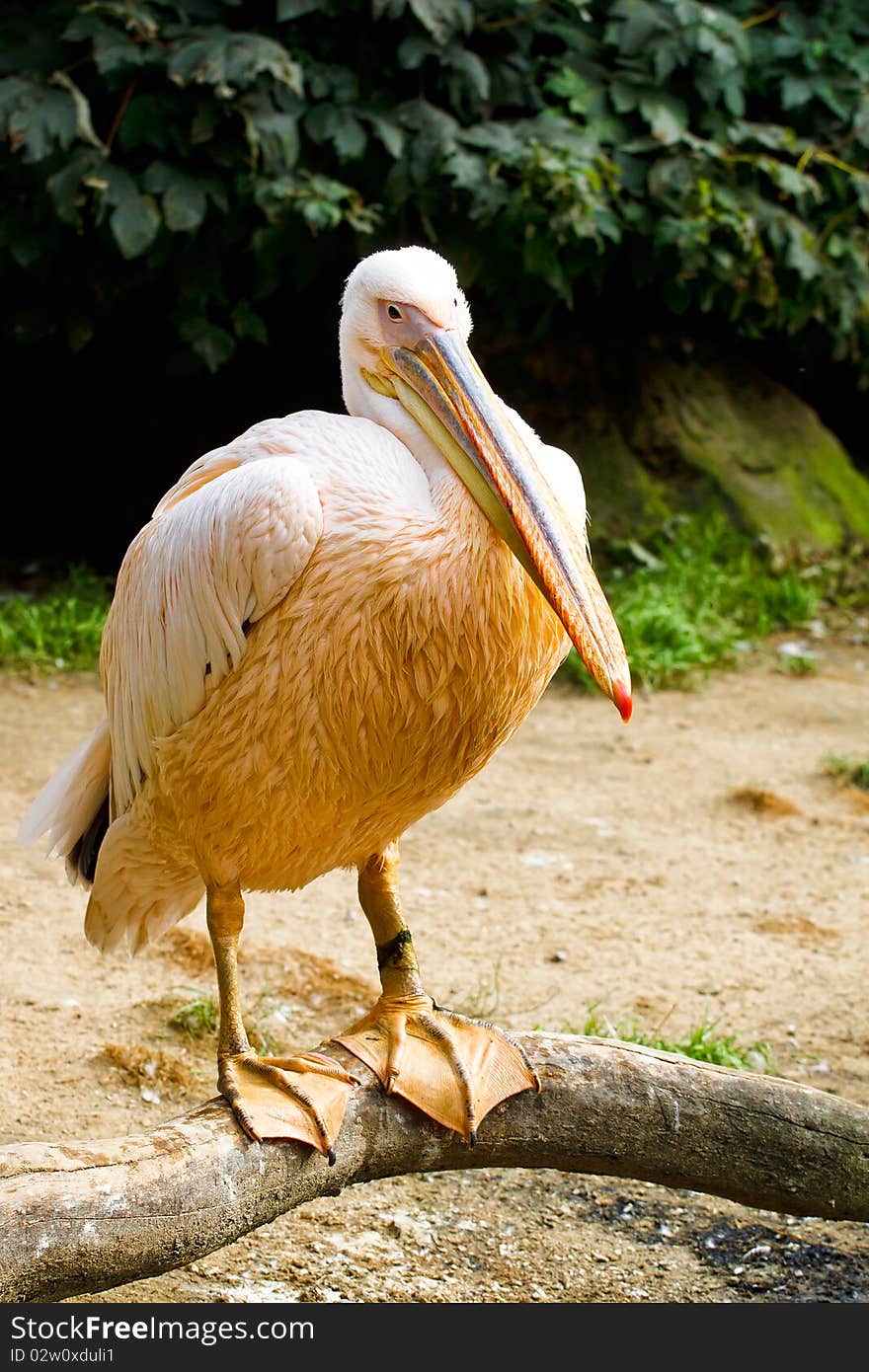 Pelican (Pelicanus Onocrotalus) Posing In Camera