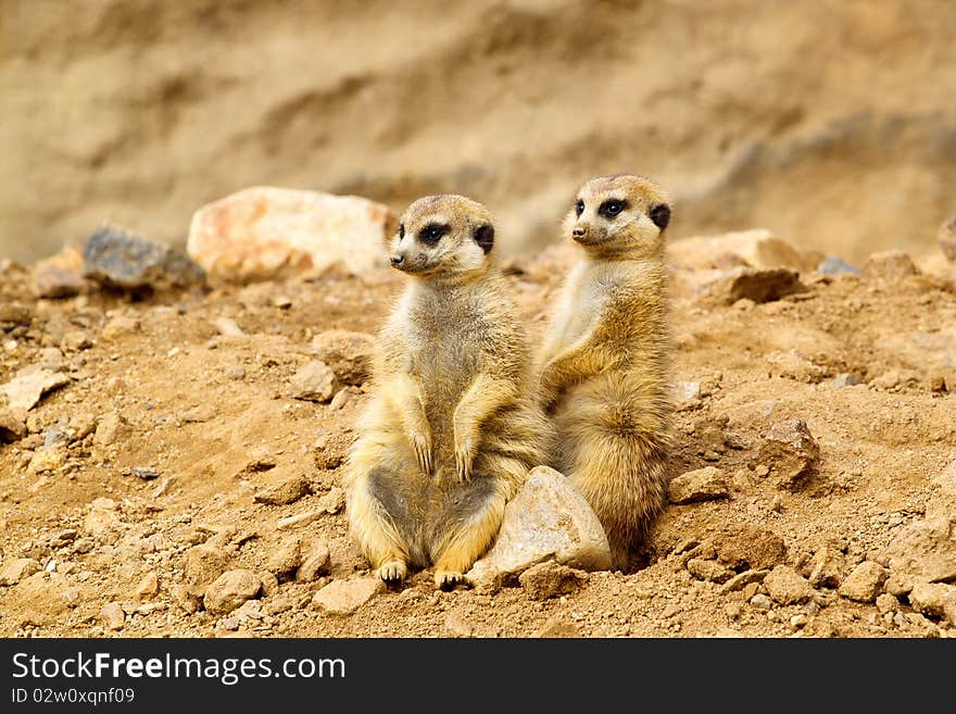 Two Suricata suricatta looking for visitors in ZOO