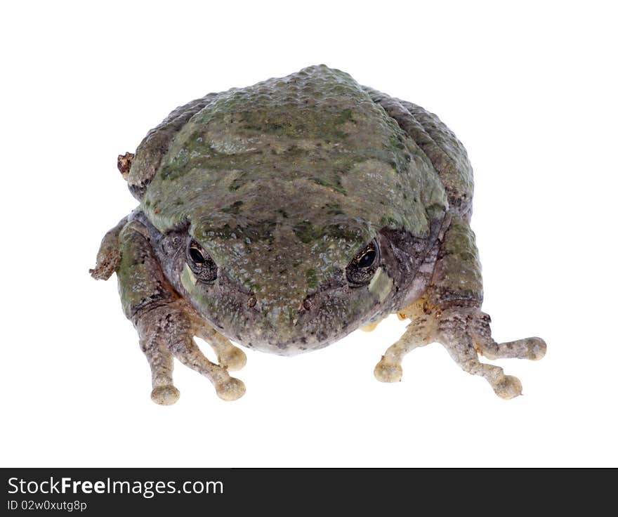 Eastern Gray Treefrog, Hyla versicolor, isolated