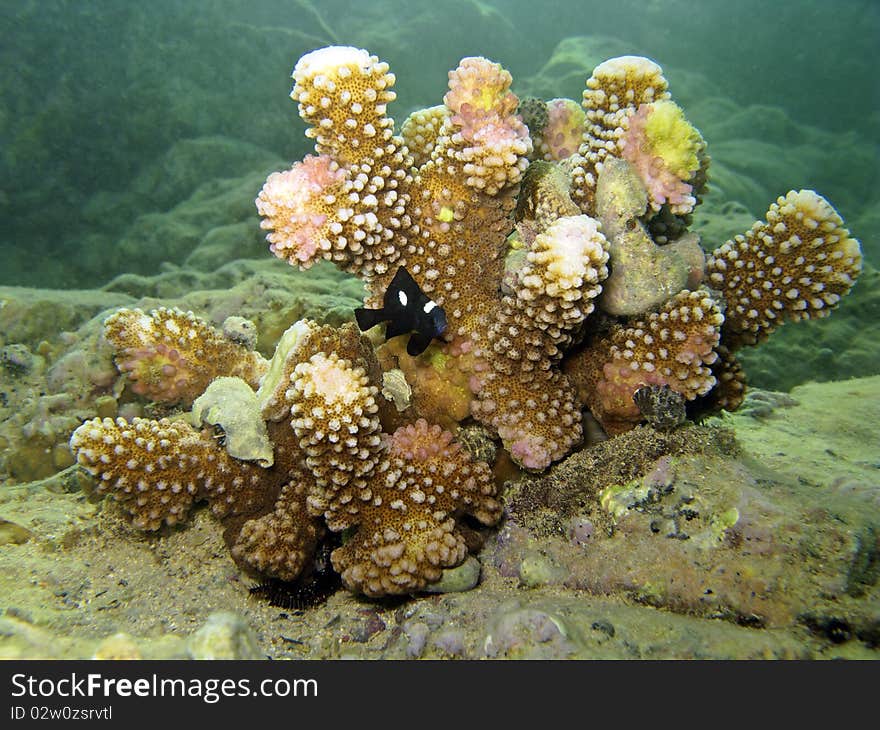 This yellow coral is the house of a little black fish (Okinawa Sea). This yellow coral is the house of a little black fish (Okinawa Sea)