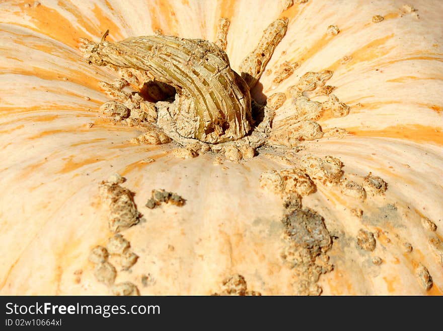 Gourd background with stem