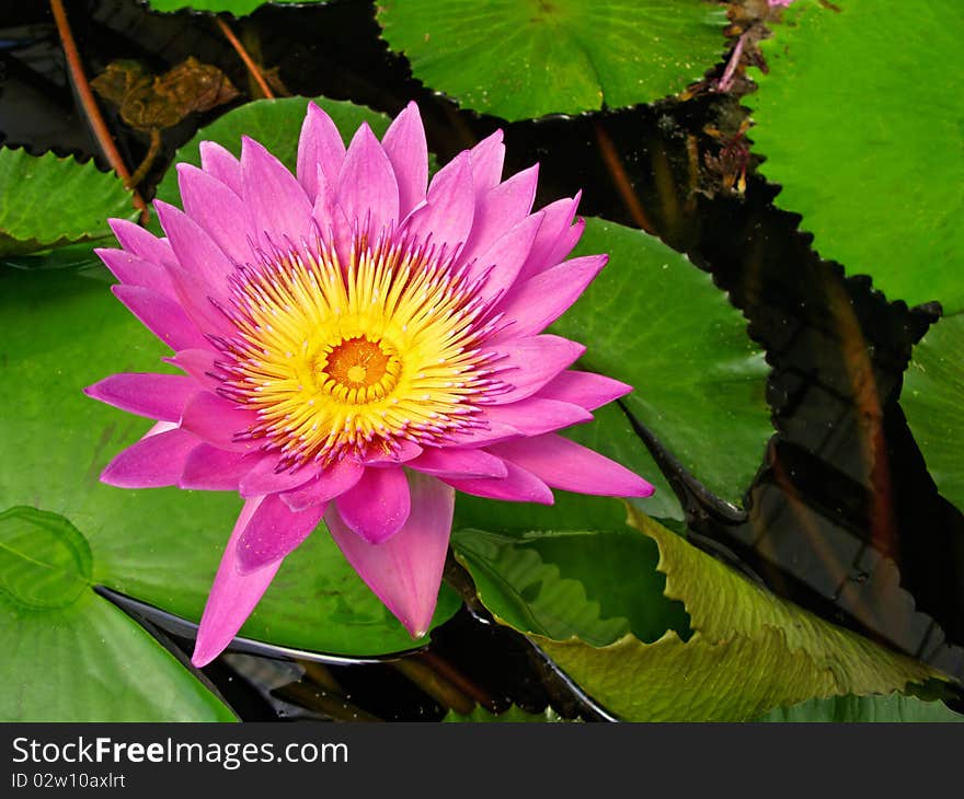 Water Lily Flower