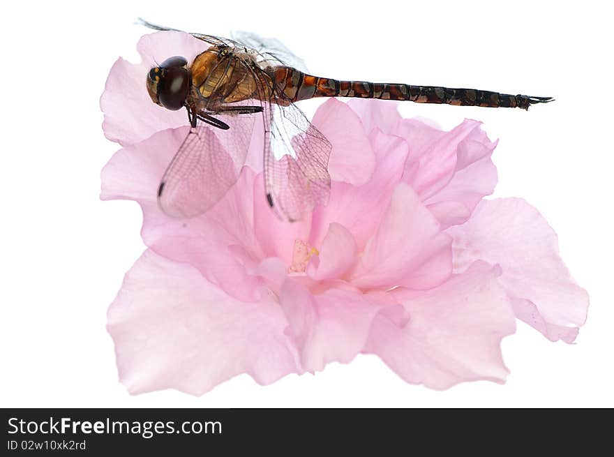Small dragonfly sitting on the pink flower