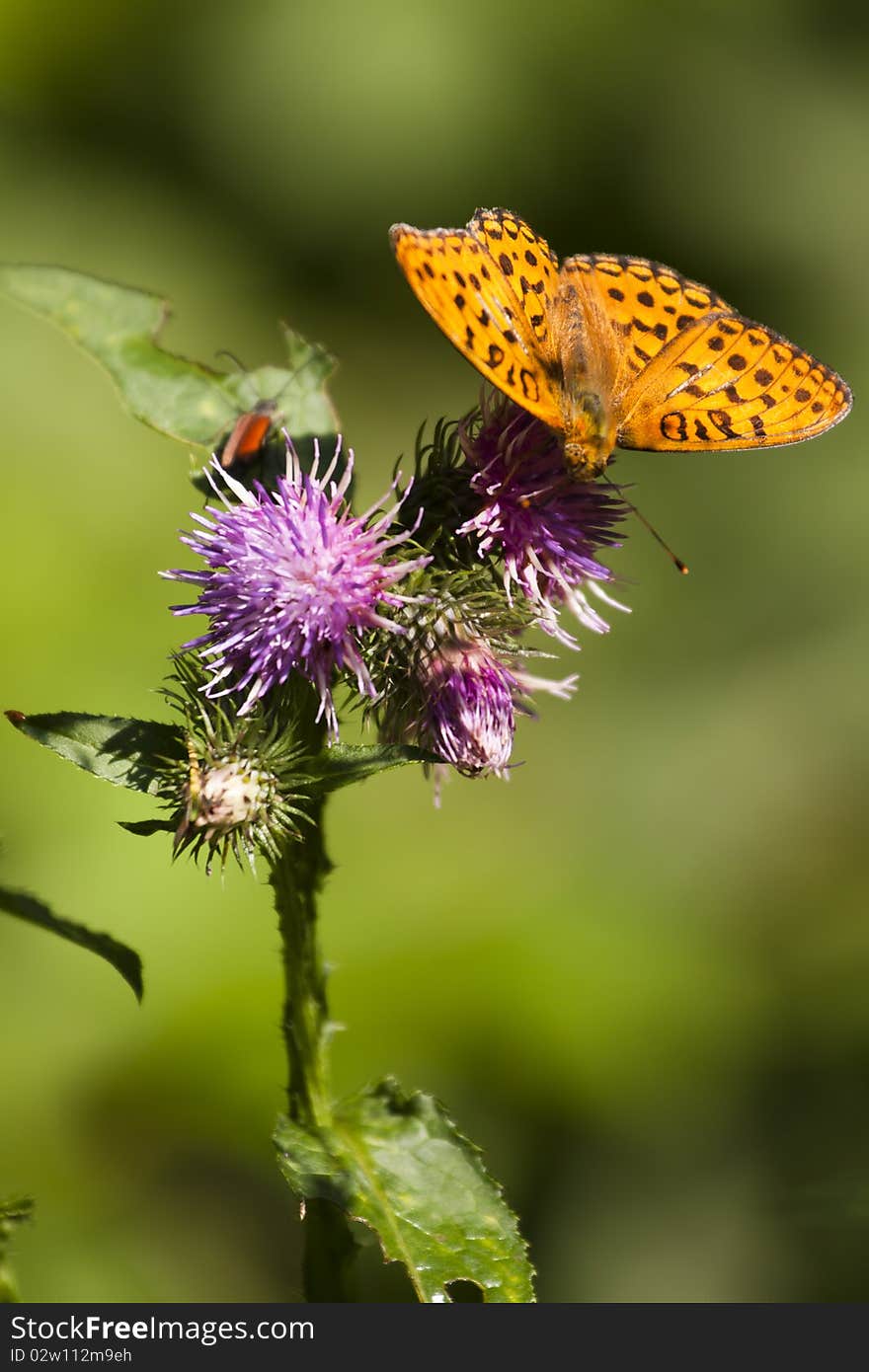 Butterfly outdoor on flower (argynnis paphia). Butterfly outdoor on flower (argynnis paphia)